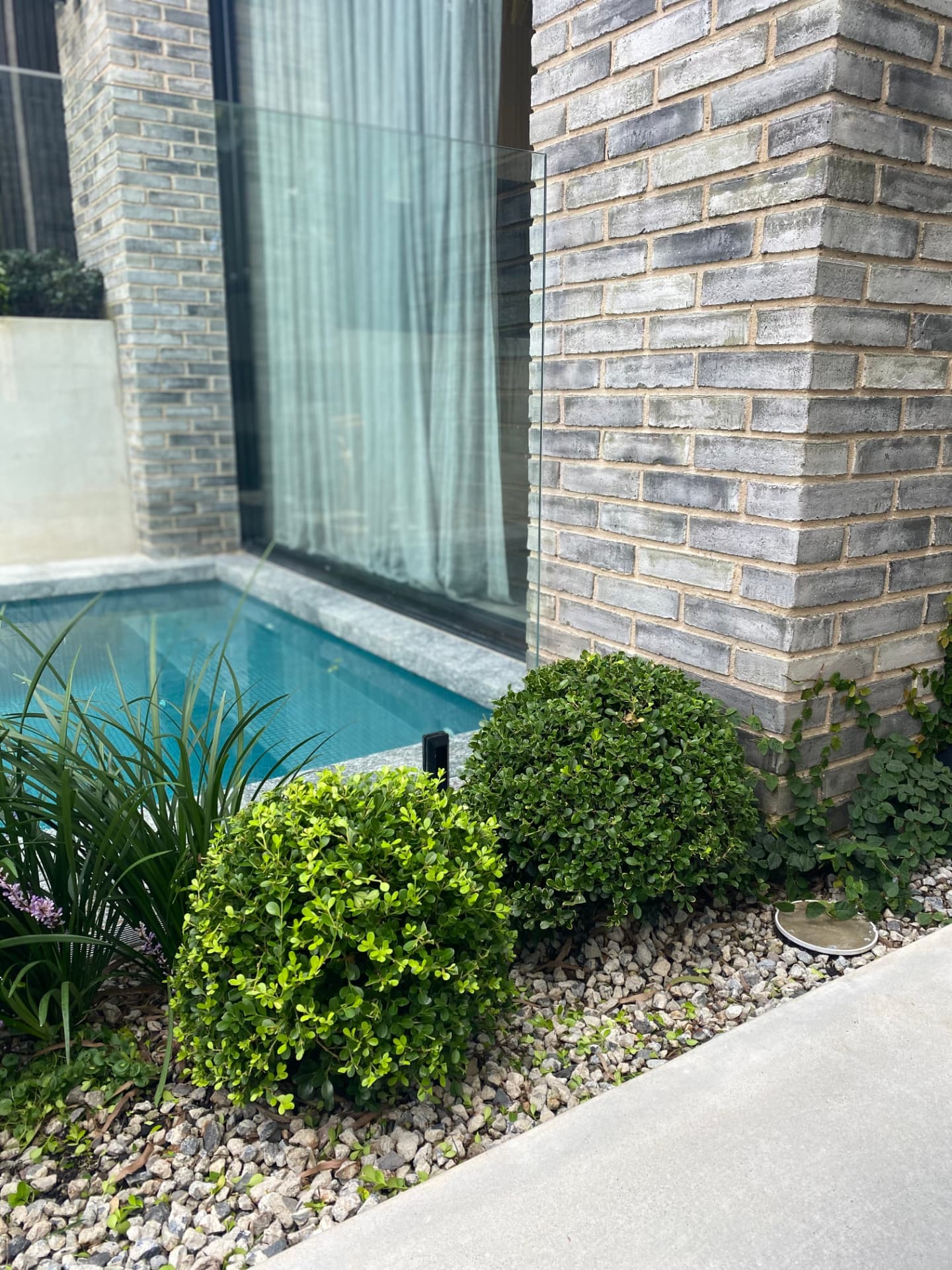 Pool Edge Topiary