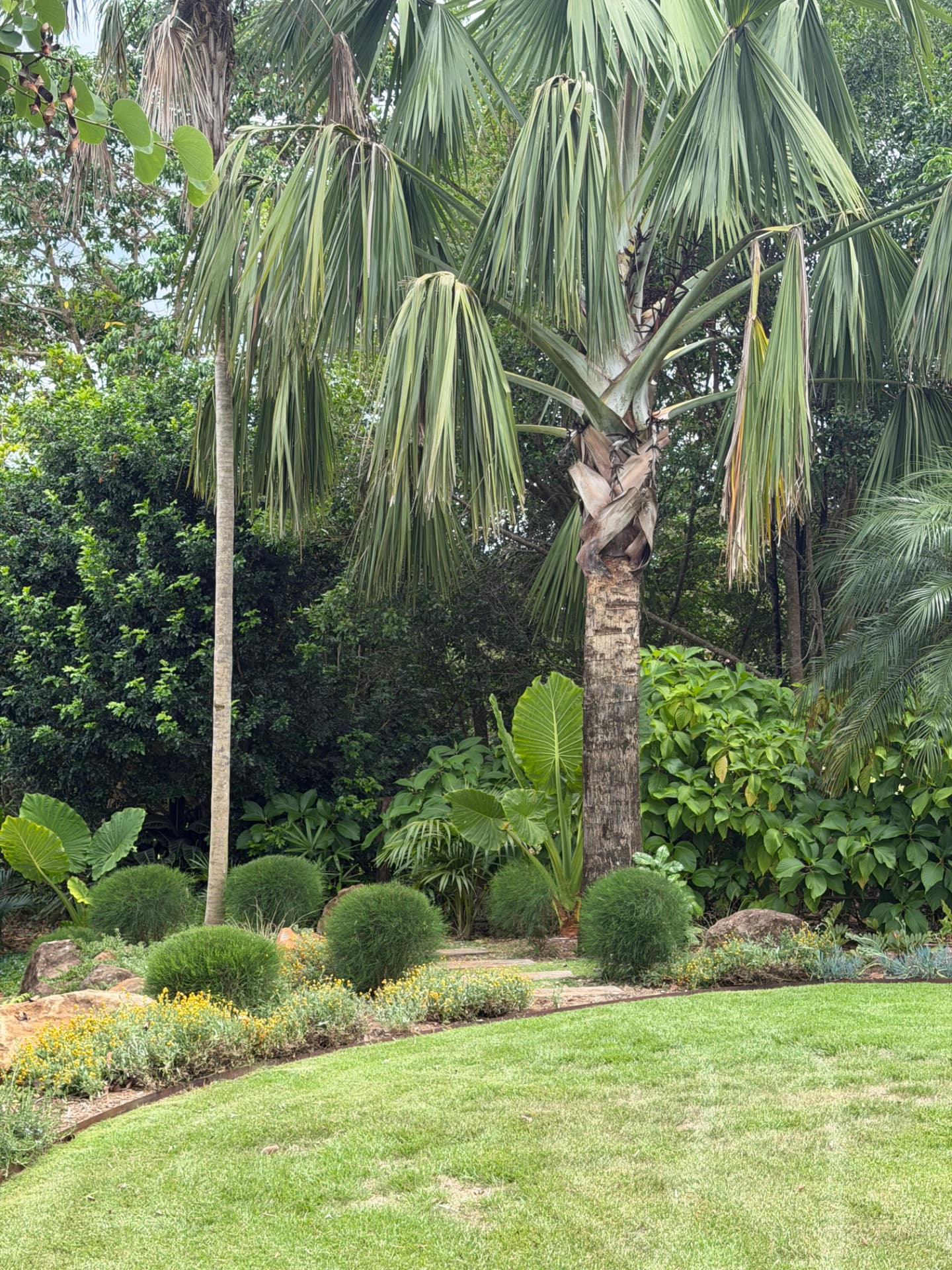 Subtropical Garden