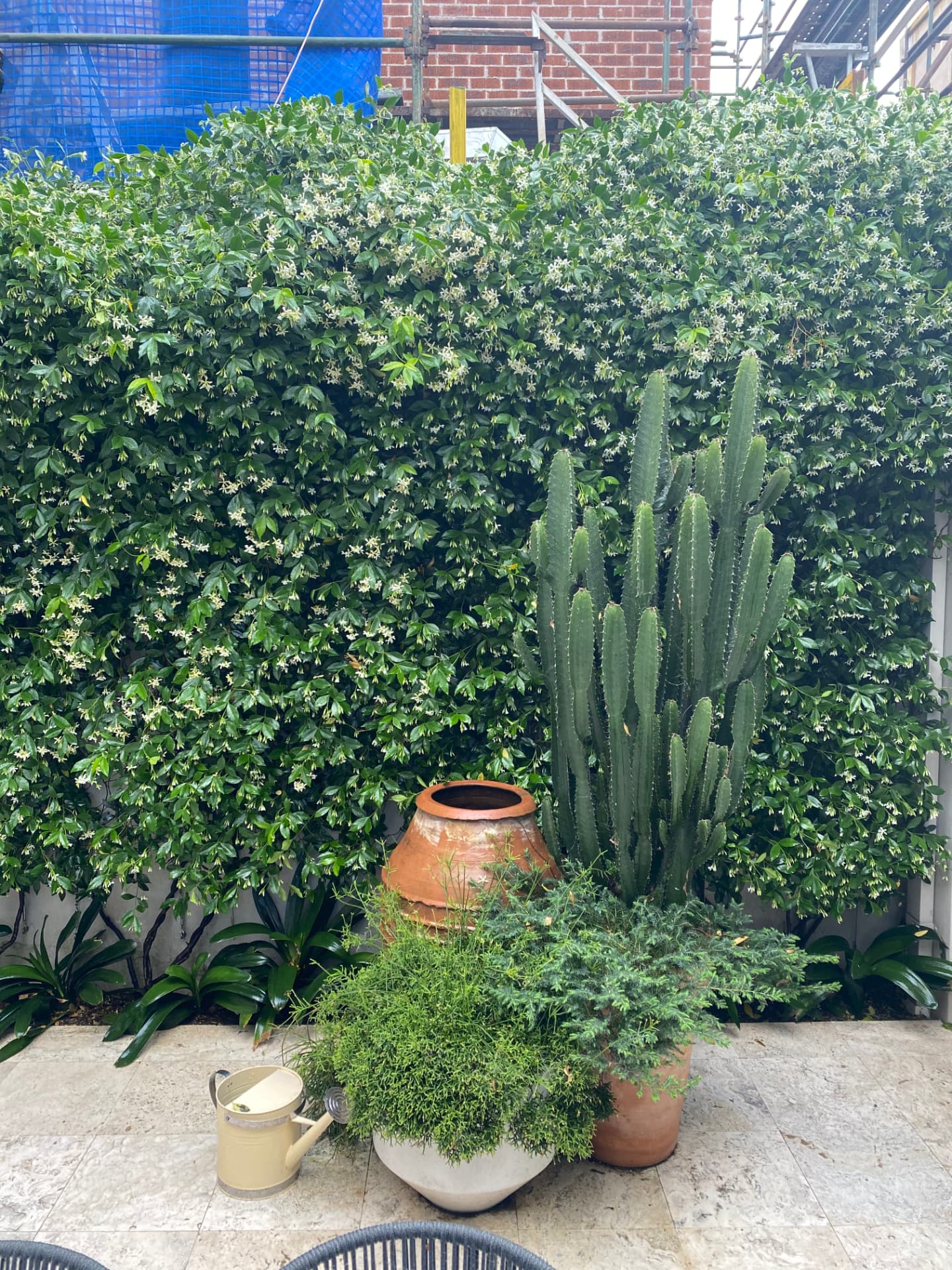 Hedge Trimming