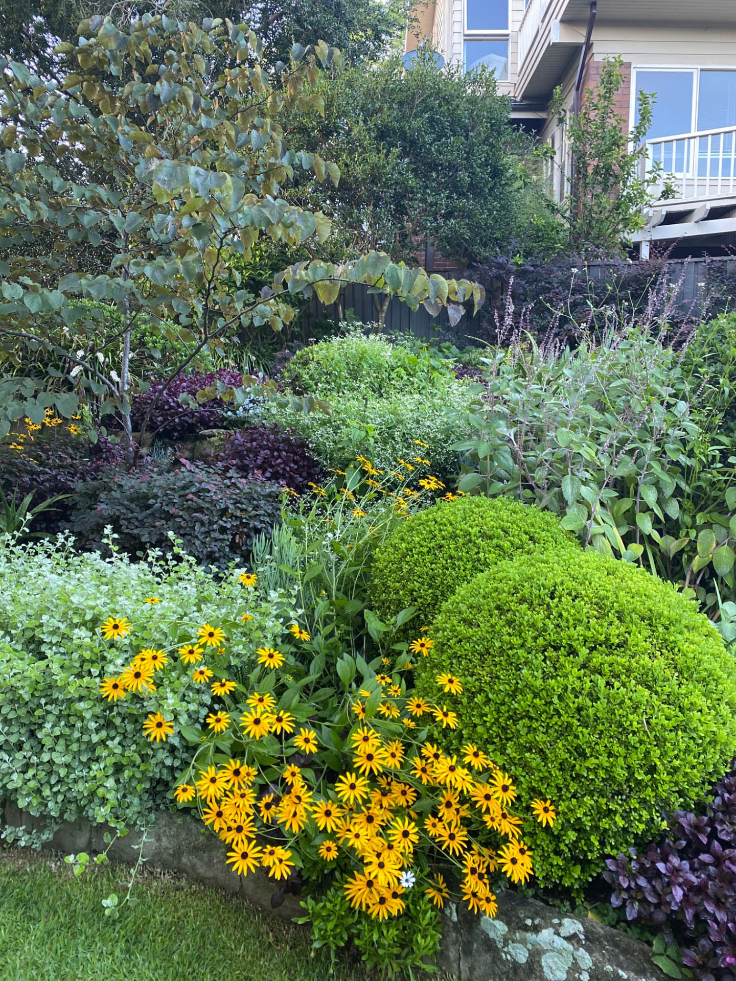 Layered coastal garden with box balls and rudbeckia