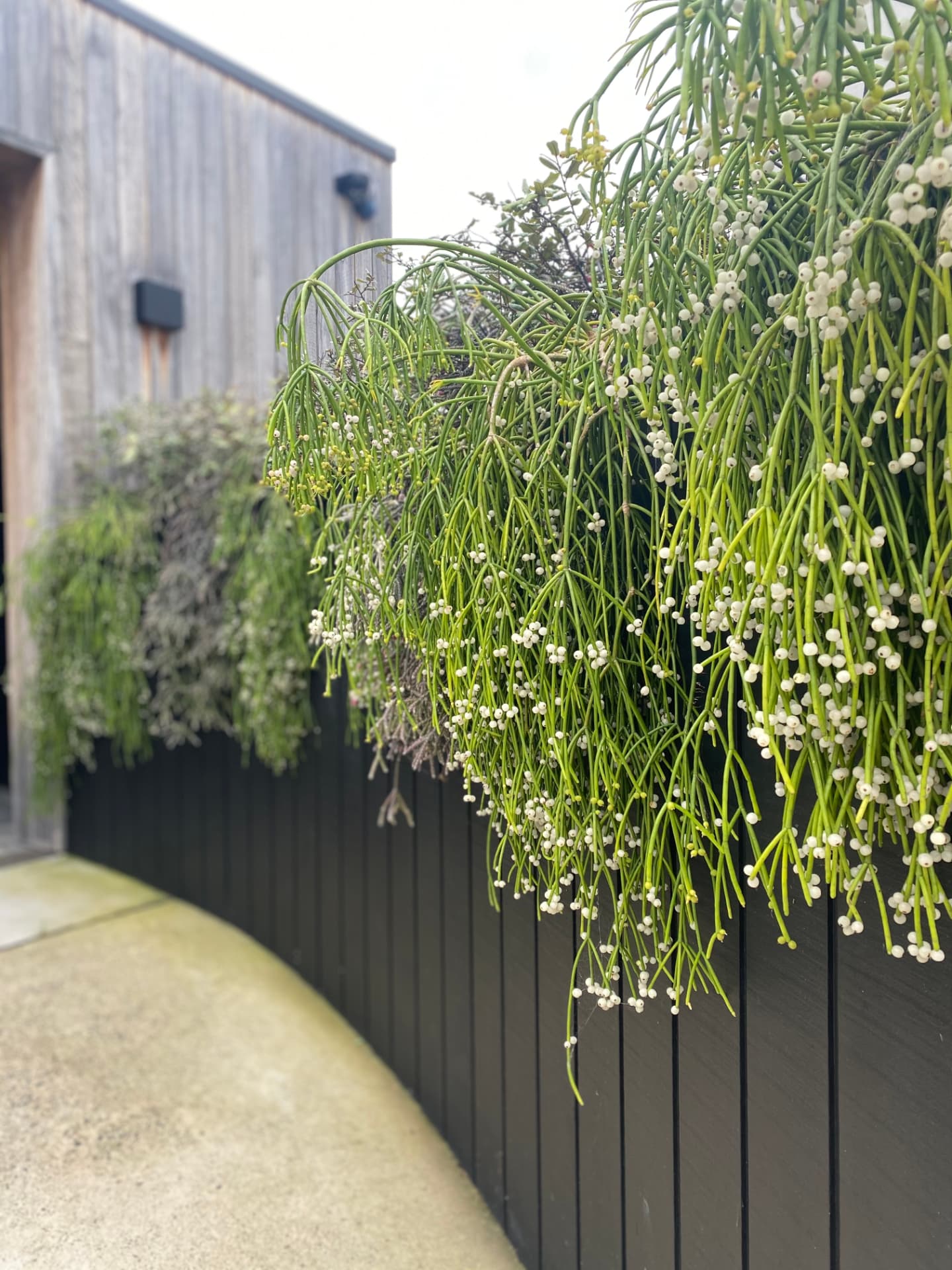 Rhipsalis Wall