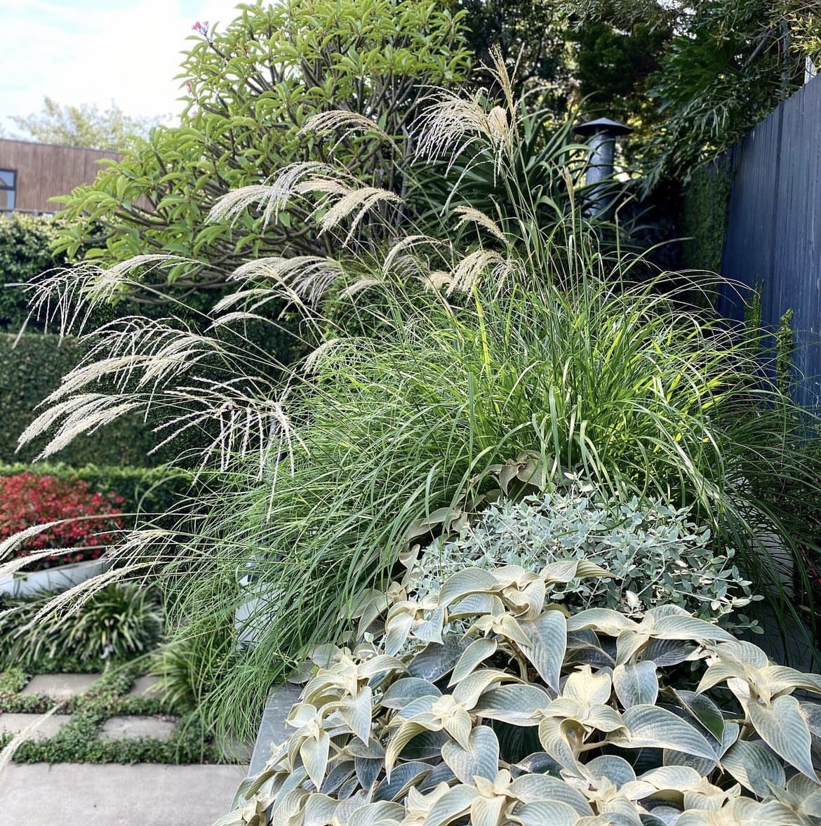 Ornamental Grasses